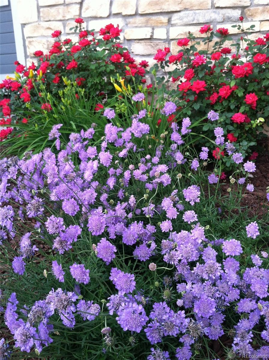 6830 Xavier Circle, Unit 3 Arvada, CO 80030 - Photo 23 of 28 a view of a flower in a flower