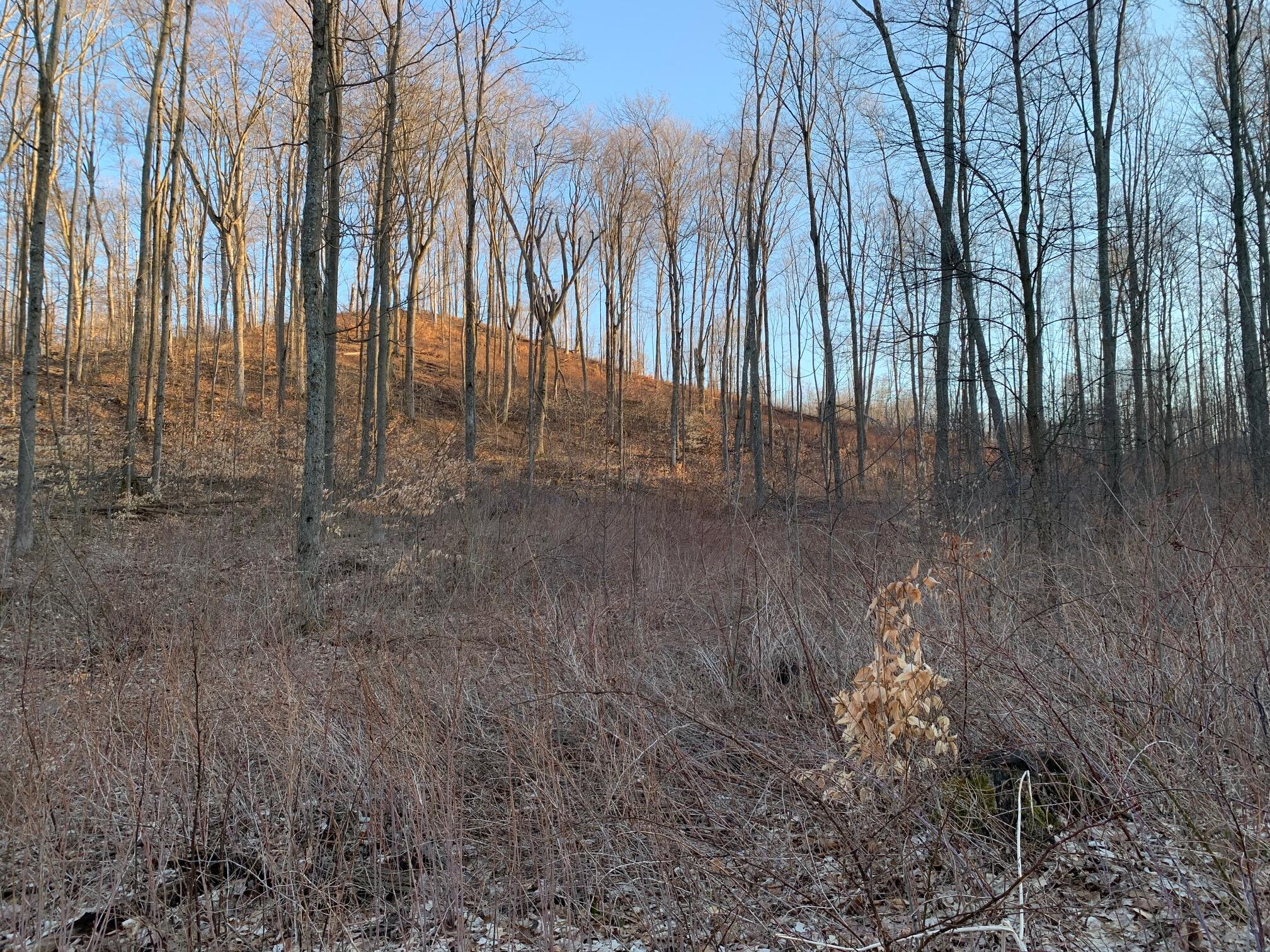 0 Off Of Chief Road Bear Lake, MI 49614 - Photo 2 of 13 IMG_6197 (002)