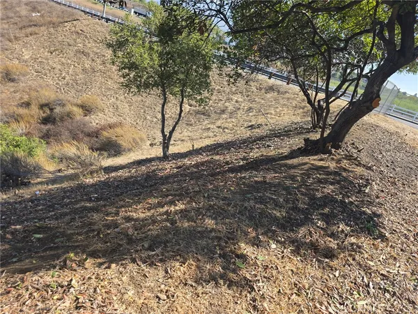 a view of a yard with large trees