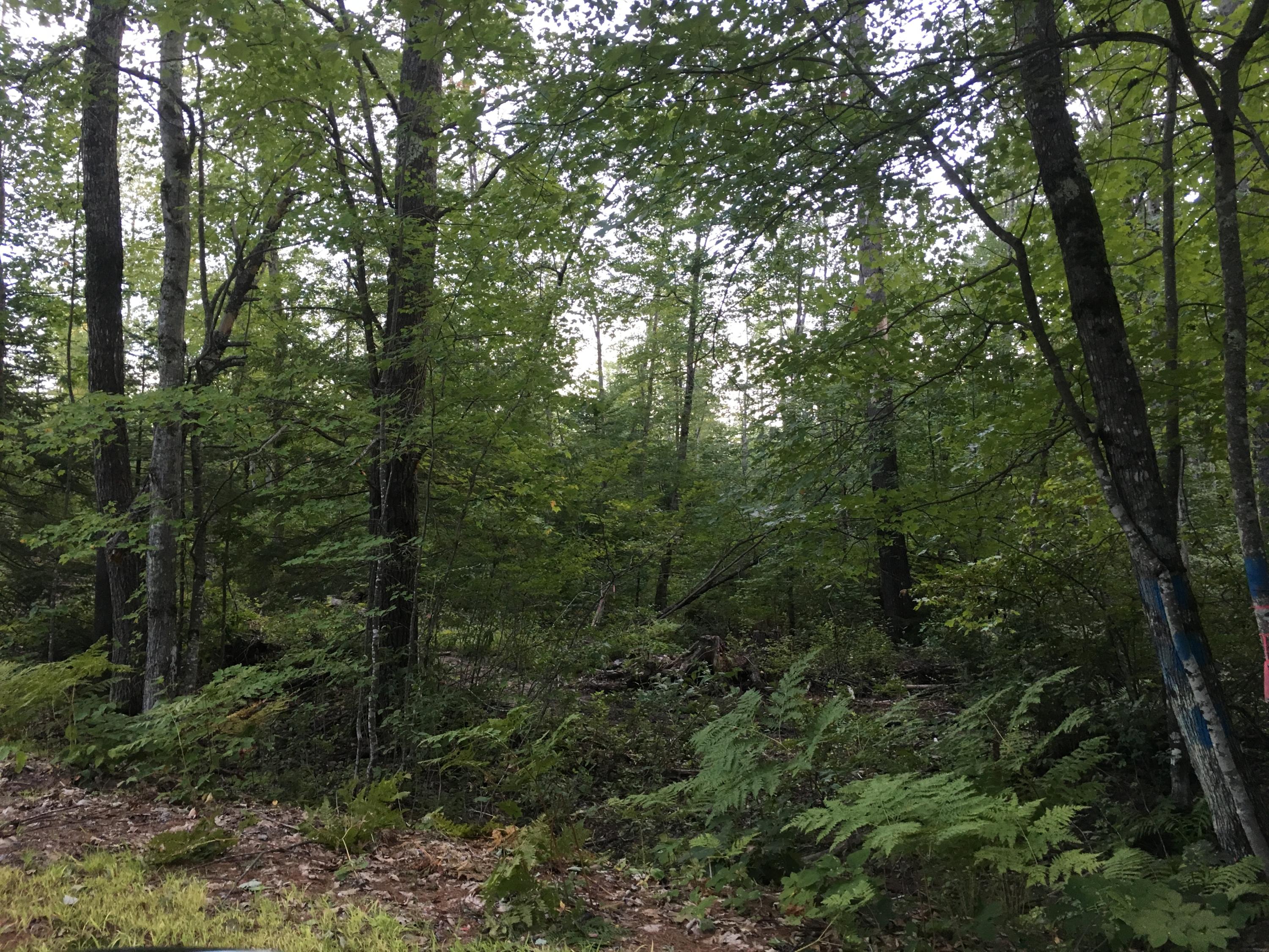 32-acres Sand Pond Road East Baldwin, ME 04024 - Photo 7 of 11 7ED711D8-B097-47CA-8AB5-B2C2C149E2E1