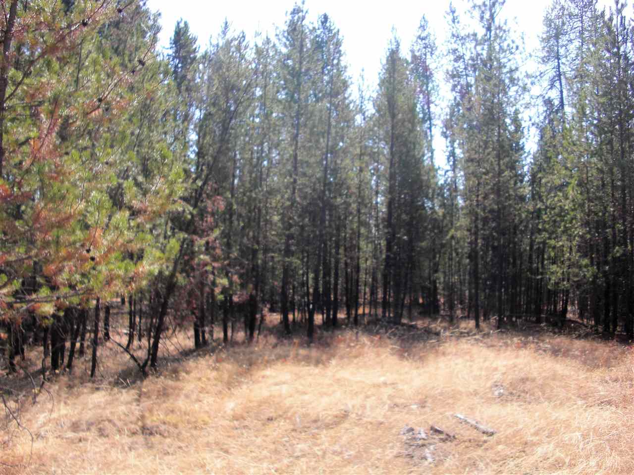 99999 North Perry Road Chattaroy, WA 99003 - Photo 4 of 11