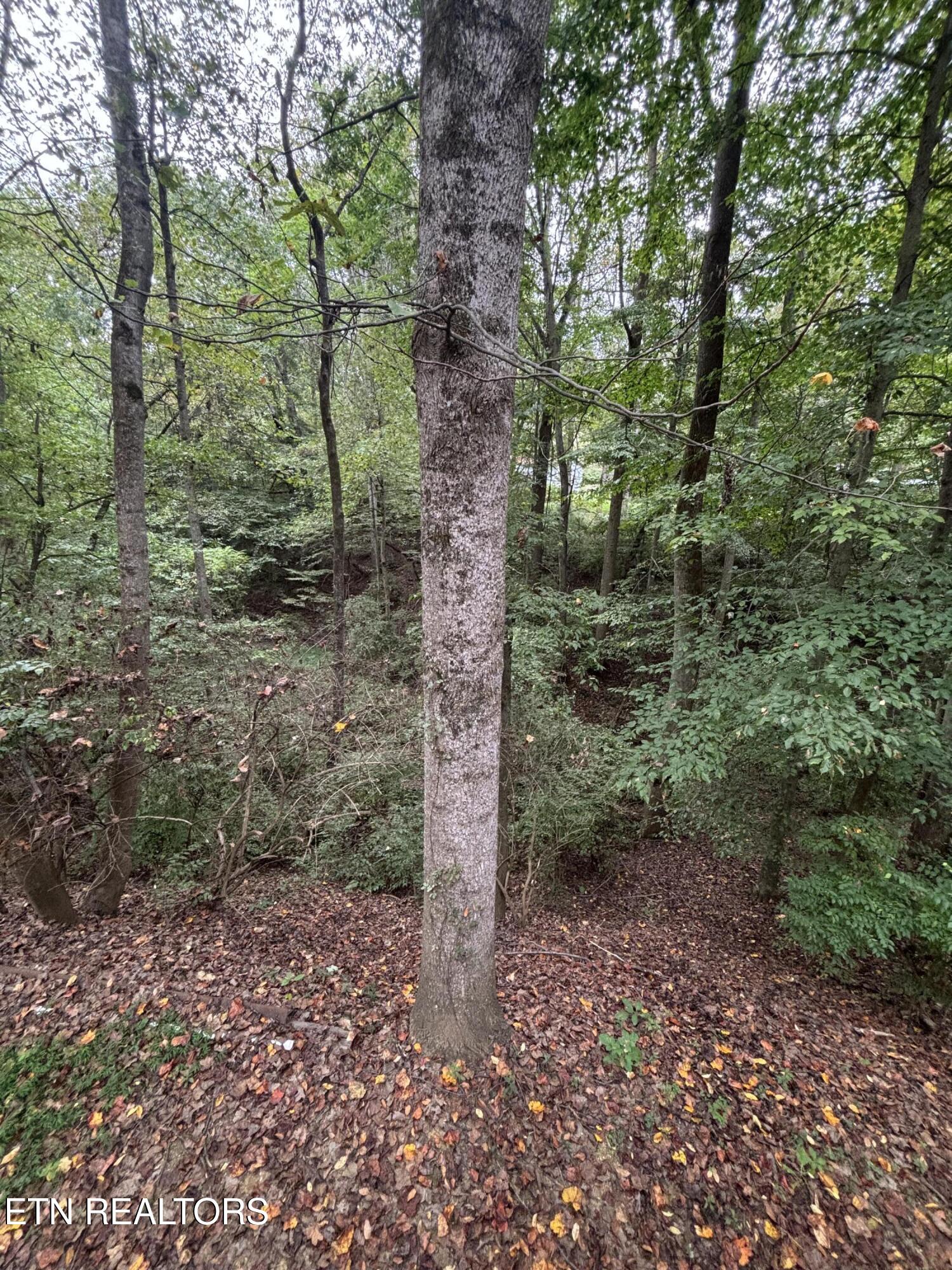 802 Hinkle Road Seymour, TN 37865 - Photo 56 of 60 IMG_6547