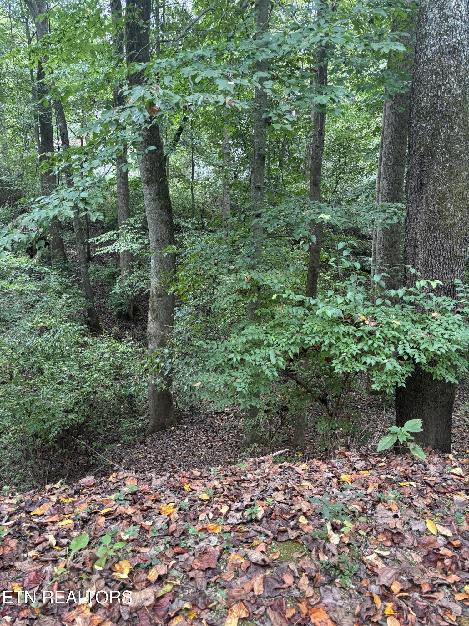802 Hinkle Road Seymour, TN 37865 - Photo 59 of 60 IMG_6545