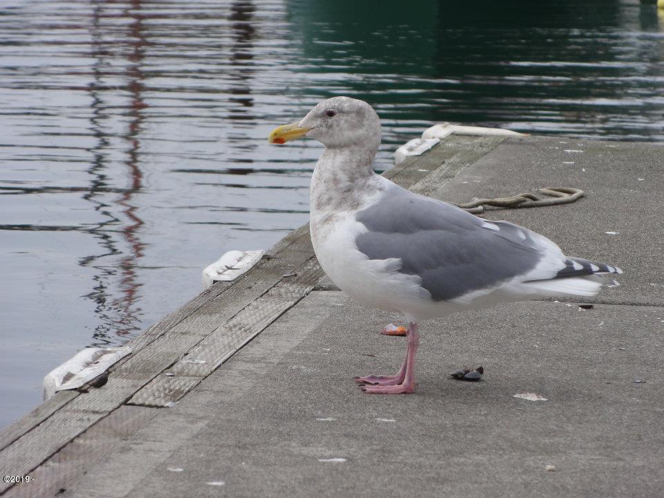 Lot16 Northeast Spring Avenue Depoe Bay, OR 97341 - Photo 21 of 31 Locals