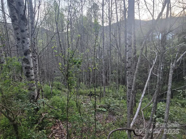 a view of a forest with a house