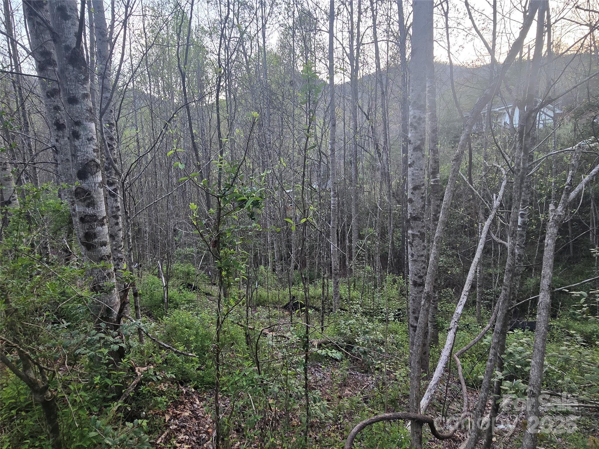 a view of a forest with a house