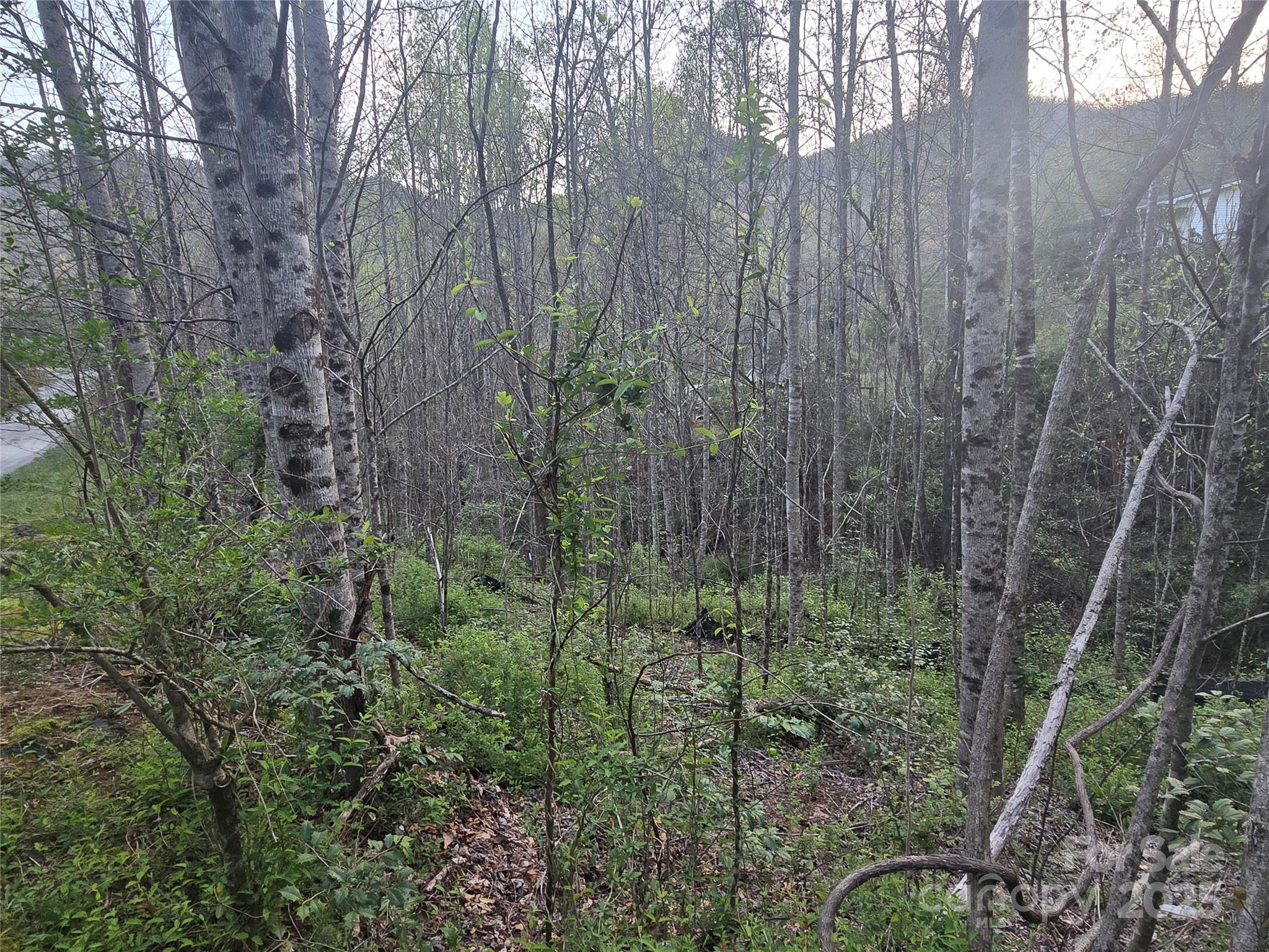 1 Running Water Circle, Unit 1 Sylva, NC 28779 - Photo 4 of 4 a view of backyard with green space