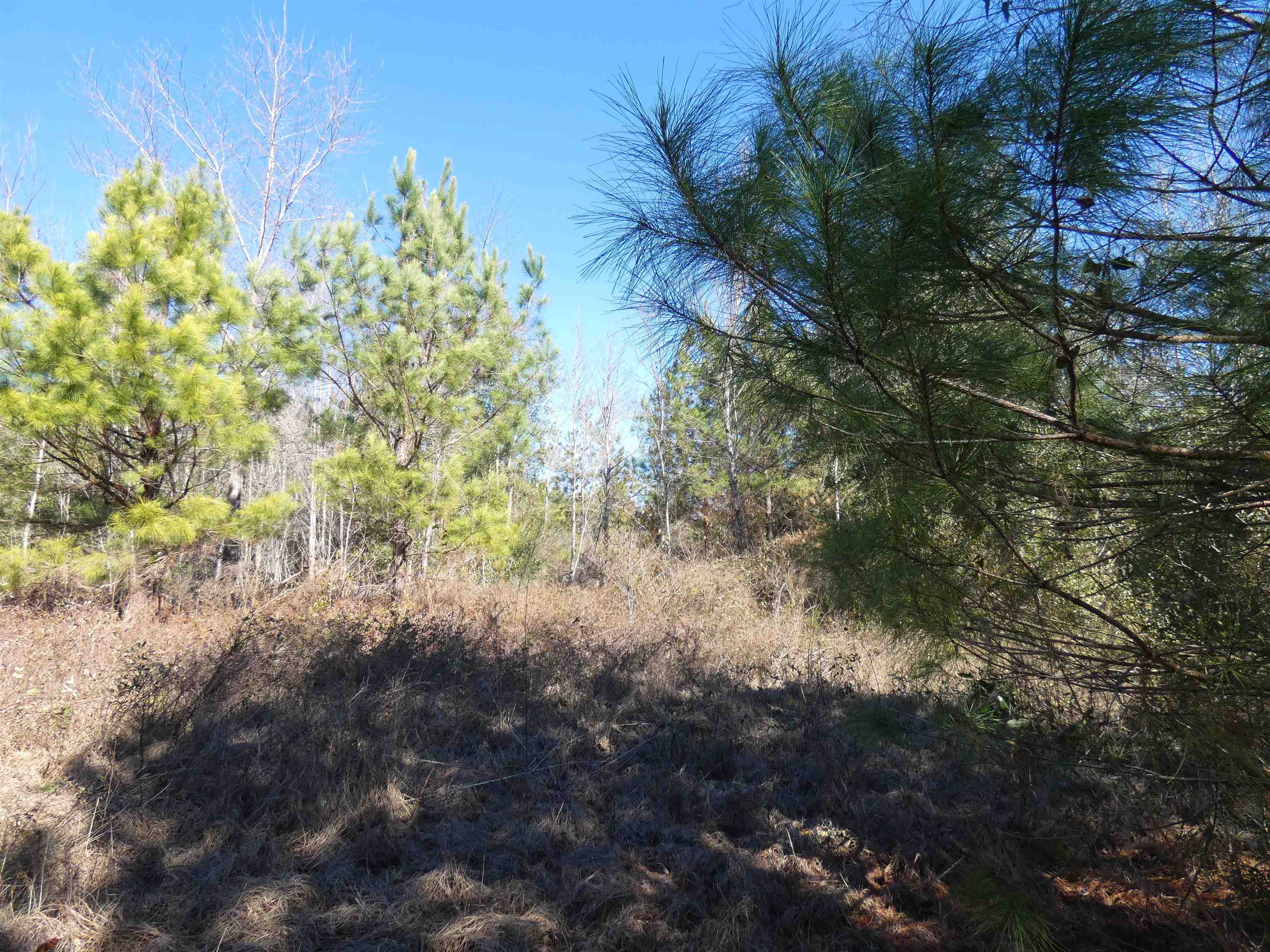 Tbd Orchard Lane Monticello, FL 32344 - Photo 2 of 6