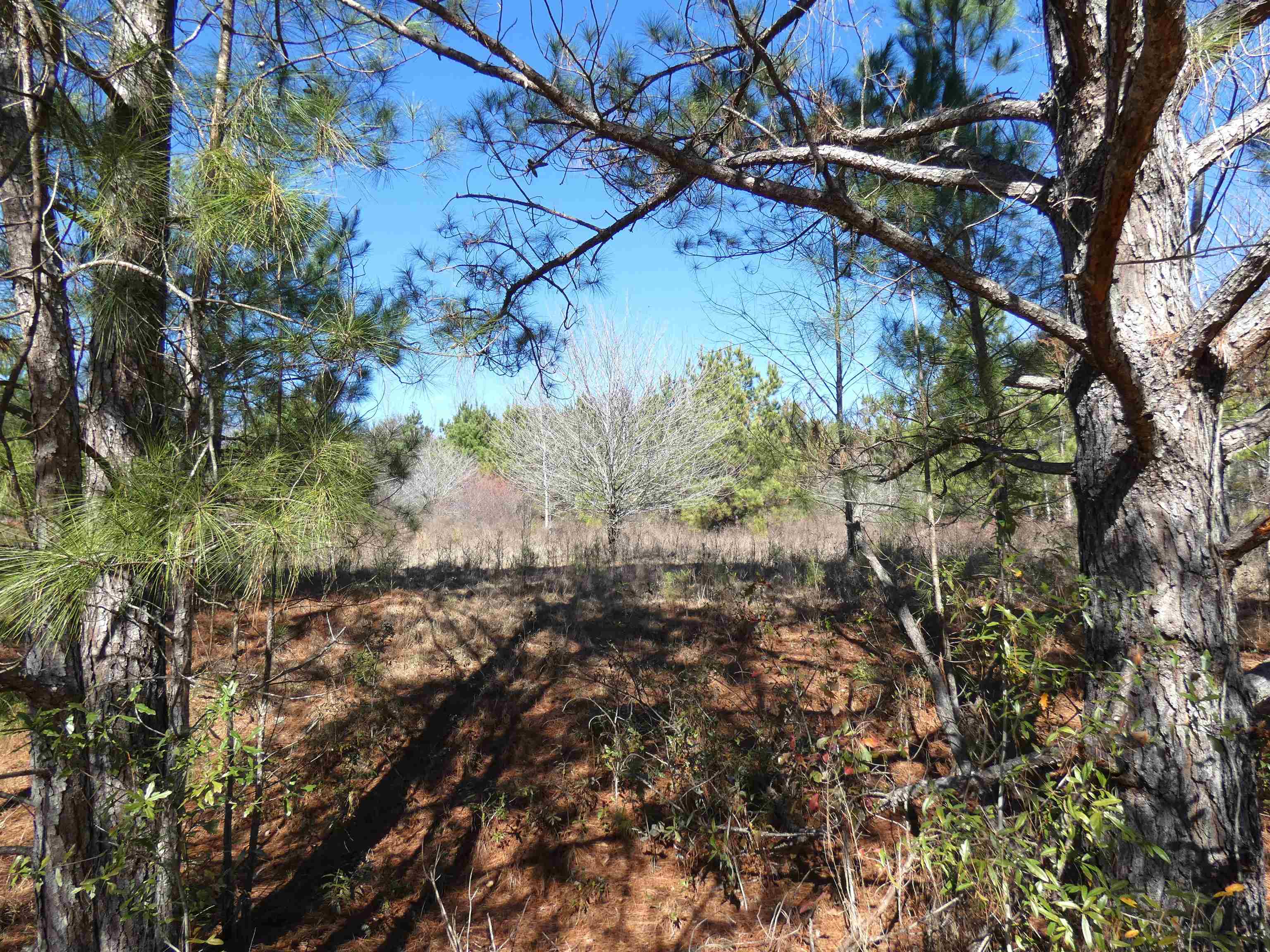 Tbd Orchard Lane Monticello, FL 32344 - Photo 3 of 6