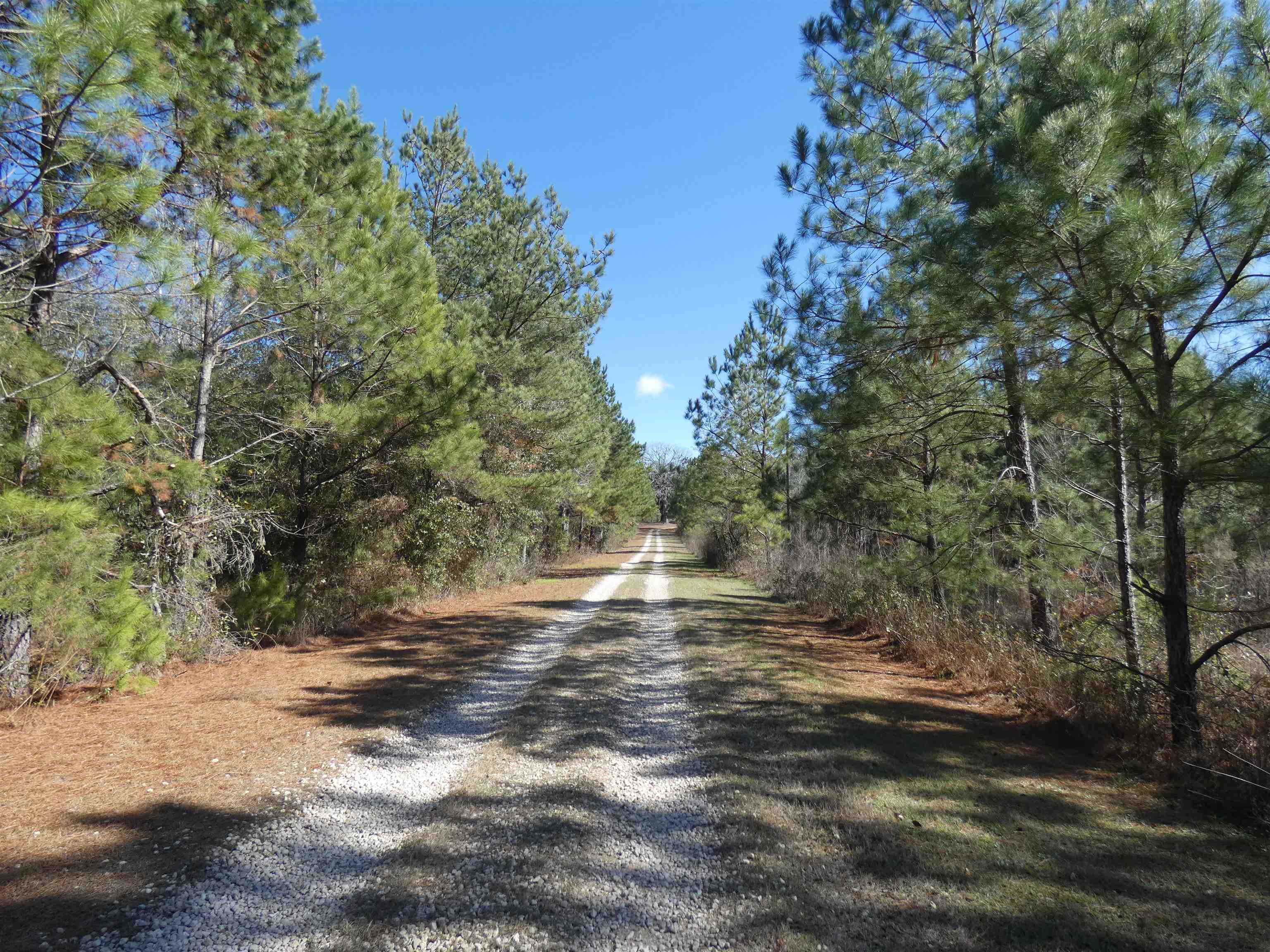 Tbd Orchard Lane Monticello, FL 32344 - Photo 4 of 6