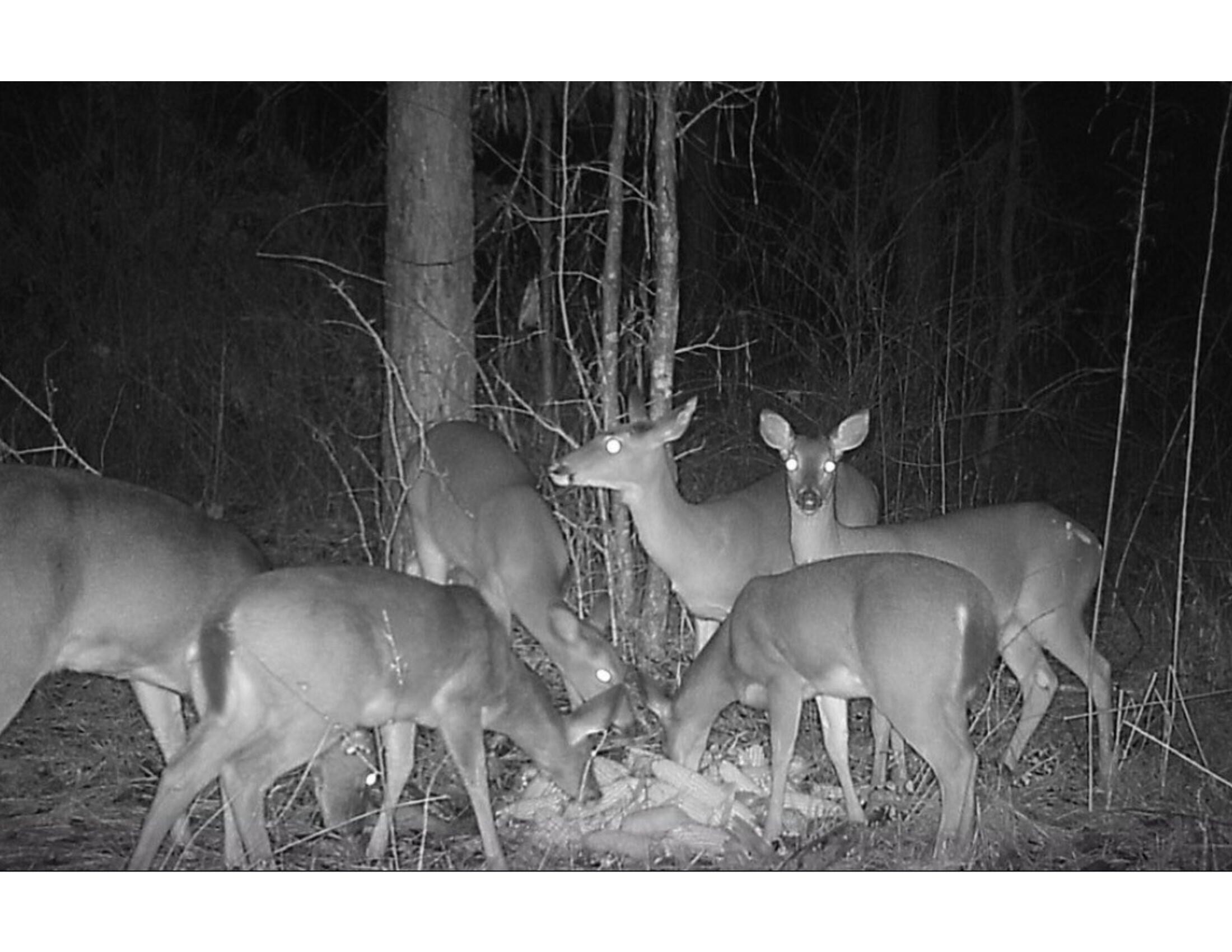 0 Whitetown Road McCormick, SC 29835 - Photo 3 of 4 Print 2 land conv 1