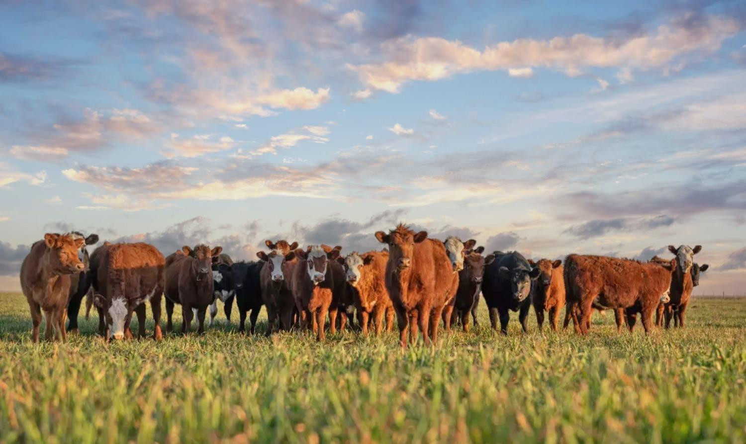 5958 Tiger Ropesville, TX 79358 - Photo 13 of 15 Or raise a cattle herd!