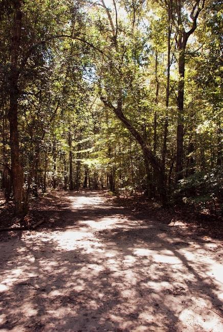 7000 County Line Road Ravenel, SC 29470 - Photo 23 of 23 private driveway