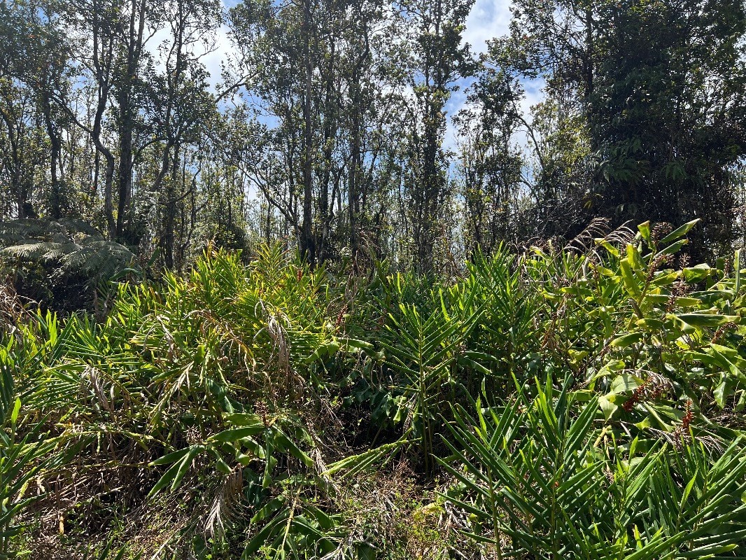 40 Uluhemalu Road Mountain View, HI 96771 - Photo 11 of 12 a view of a lush green forest