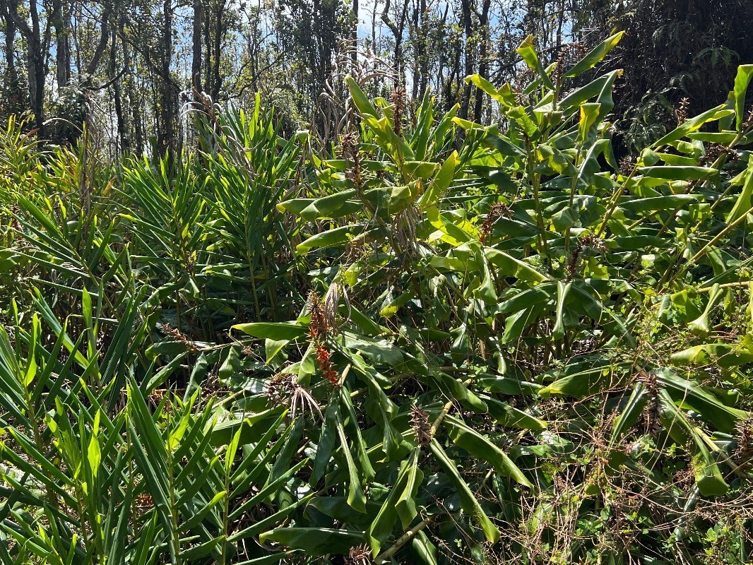 40 Uluhemalu Road Mountain View, HI 96771 - Photo 12 of 12 a view of a tree