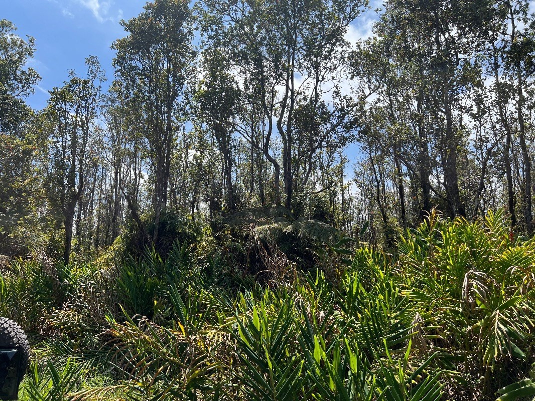 40 Uluhemalu Road Mountain View, HI 96771 - Photo 5 of 12