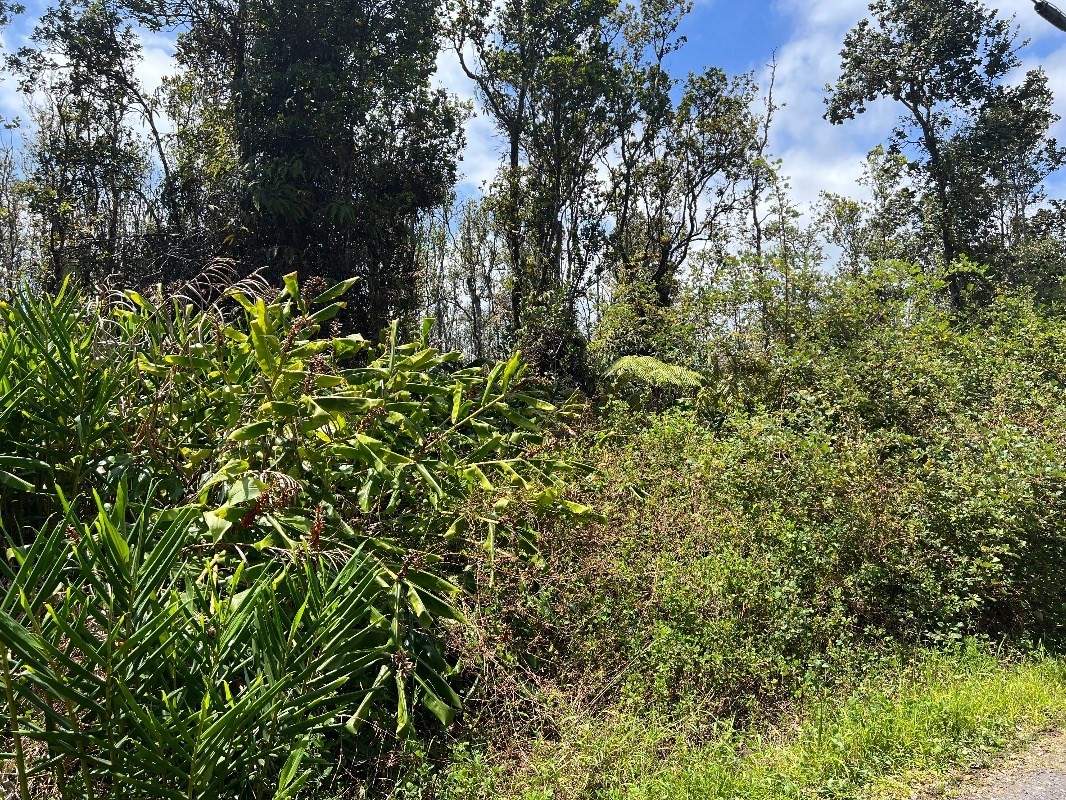 40 Uluhemalu Road Mountain View, HI 96771 - Photo 6 of 12 a view of a lush green forest