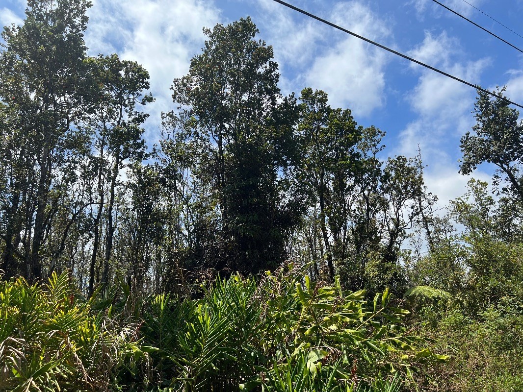 40 Uluhemalu Road Mountain View, HI 96771 - Photo 7 of 12 a view of a tree