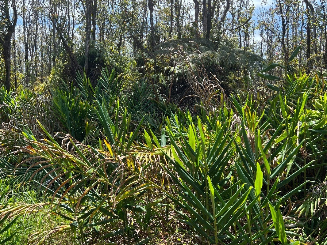 40 Uluhemalu Road Mountain View, HI 96771 - Photo 10 of 12 a view of a tree