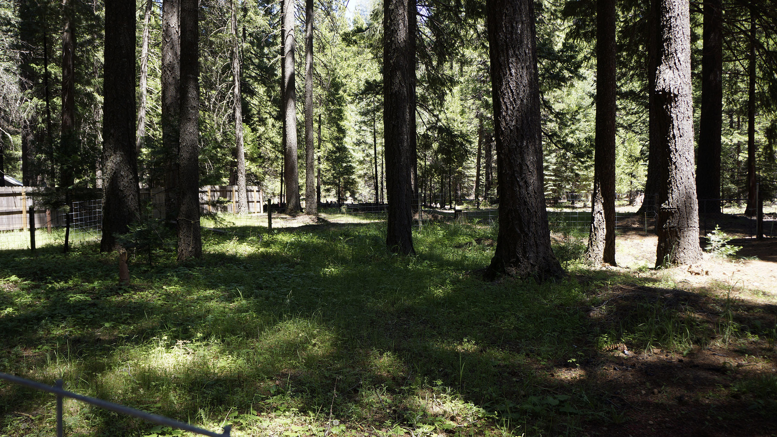 9441 Thatcher Mill Road Shingletown, CA 96088 - Photo 12 of 34 Trees