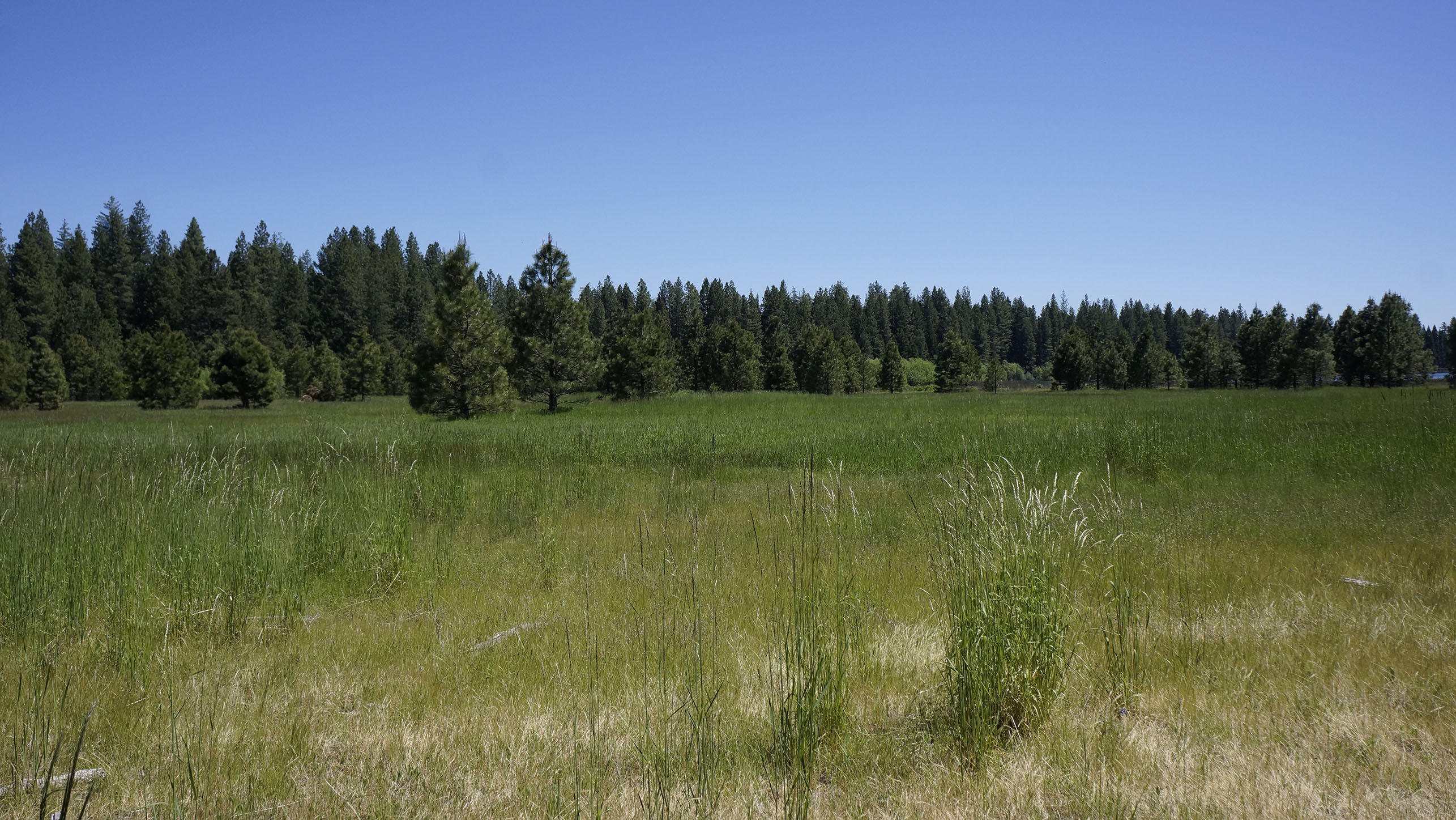 9441 Thatcher Mill Road Shingletown, CA 96088 - Photo 7 of 34 Grassy Meadows