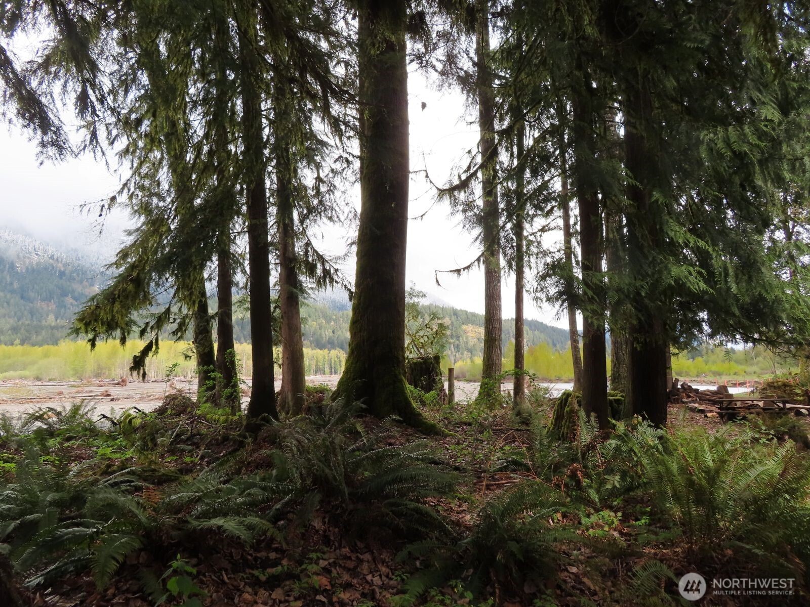 0 Cedar Grove Road Randle, WA 98377 - Photo 15 of 30