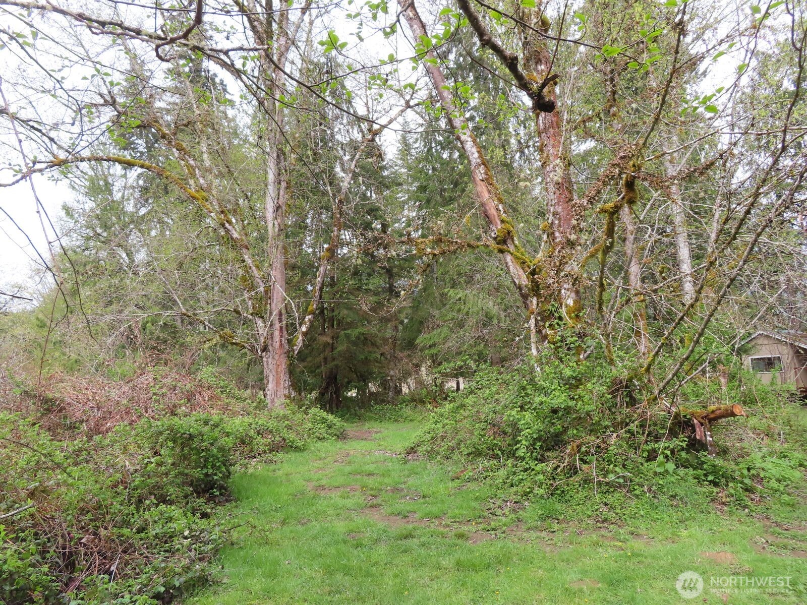 0 Cedar Grove Road Randle, WA 98377 - Photo 22 of 30