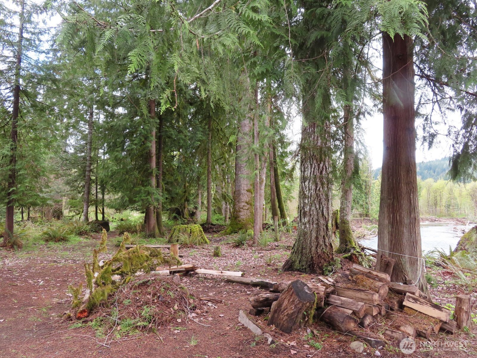 0 Cedar Grove Road Randle, WA 98377 - Photo 5 of 30