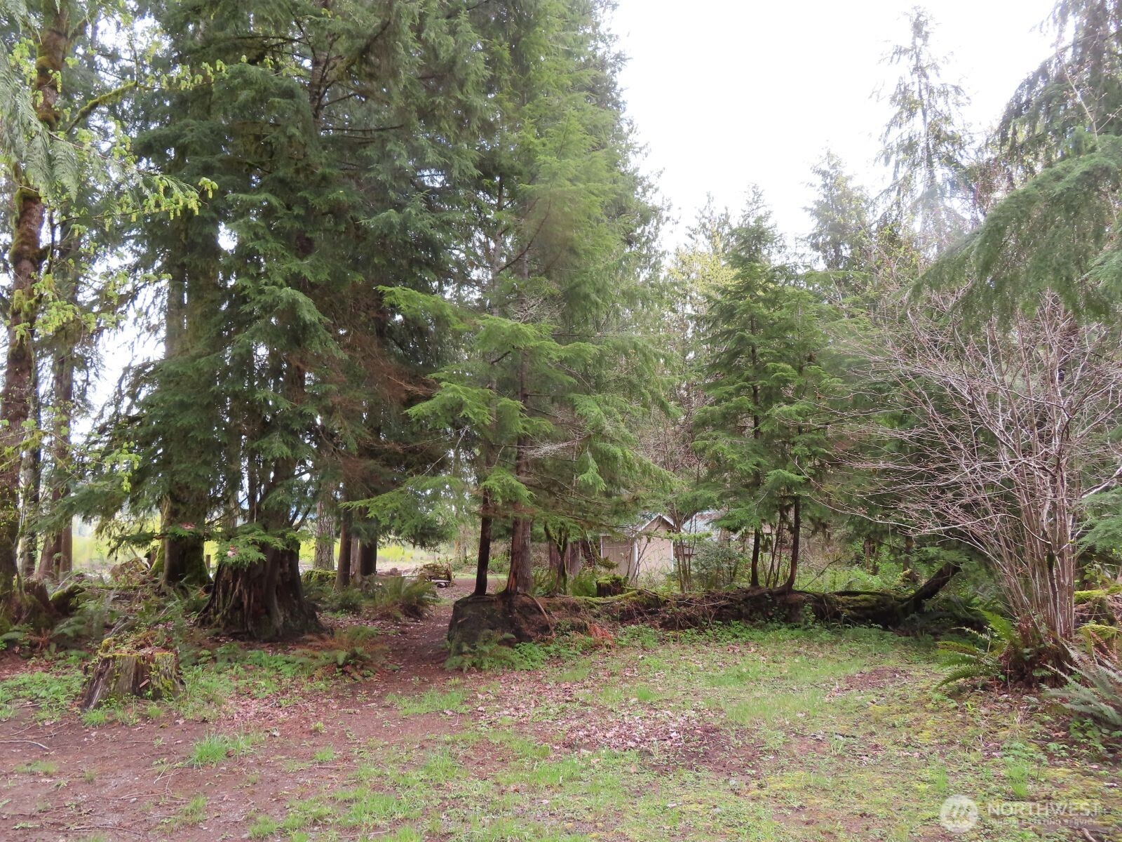 0 Cedar Grove Road Randle, WA 98377 - Photo 8 of 30