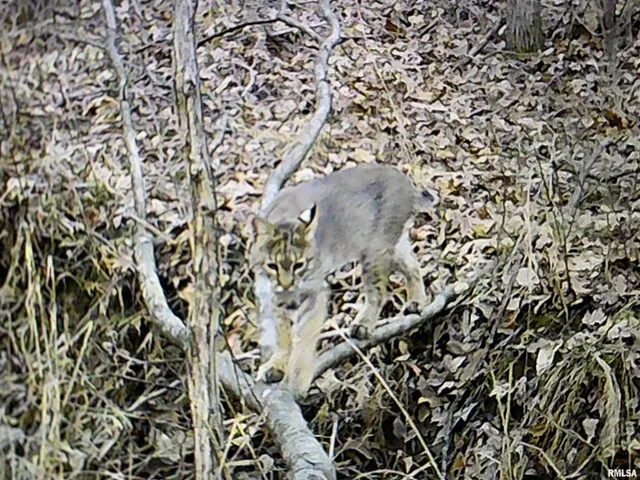 $978,000 | 19168 County Line Road, Jonesboro, IL 62952