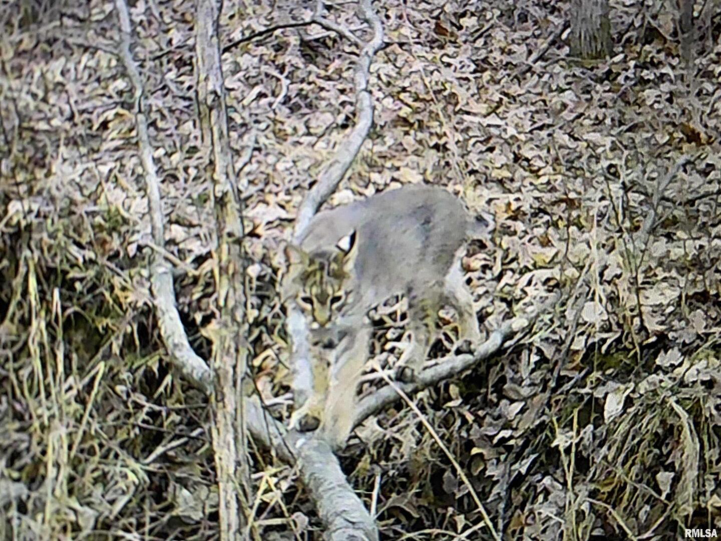 19168 County Line Road Jonesboro, IL 62952 - Photo 29 of 53