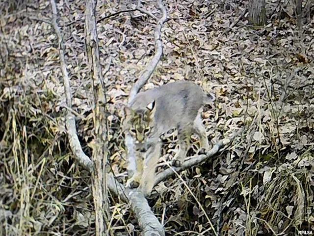 $978,000 | 19168 County Line Road, Jonesboro, IL 62952