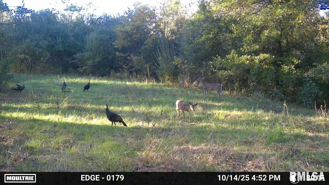 19168 County Line Road Jonesboro, IL 62952 - Photo 3 of 53