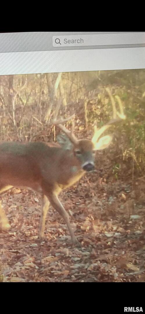 19168 County Line Road Jonesboro, IL 62952 - Photo 45 of 53