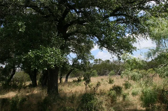 a view of a tree in a forest