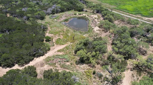 a view of a yard with plants and large trees