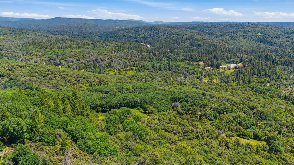20154 Sky Ridge Place Nevada City, CA 95959 - Photo 8 of 20 a view of a lush green forest with trees in the background