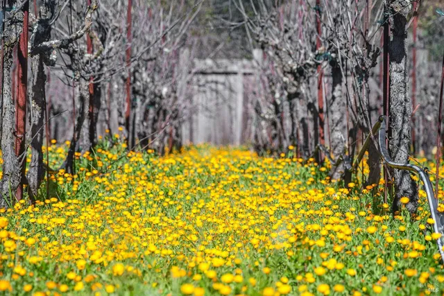 a view of a bunch of flowers