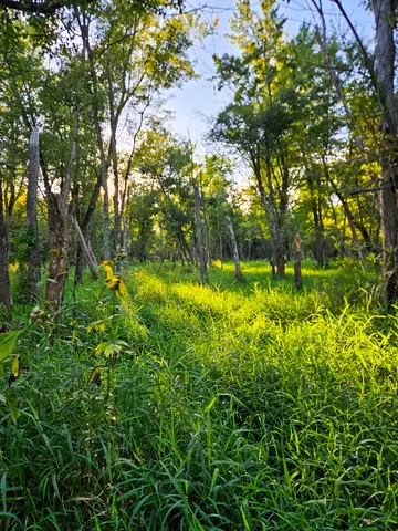 a view of a big yard with large trees