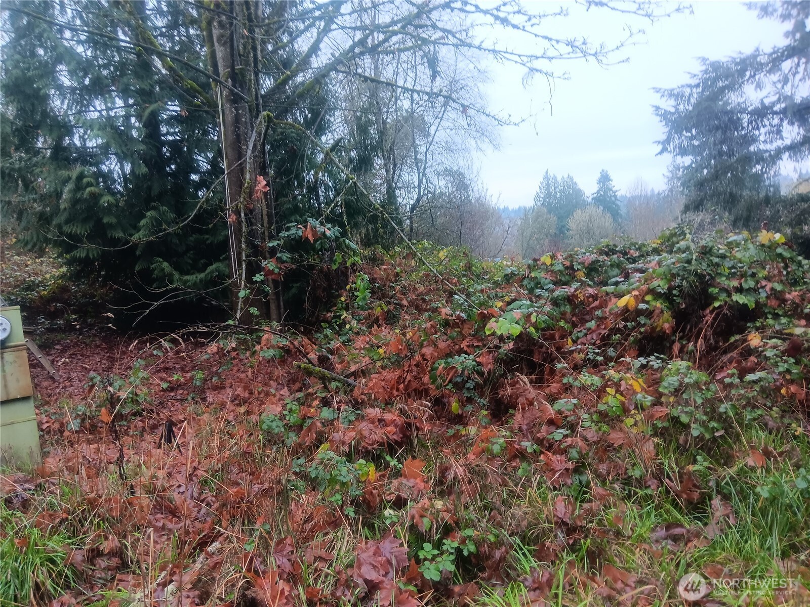 365 Southeast Arcadia Road Shelton, WA 98584 - Photo 4 of 6 a view of trees and bushes