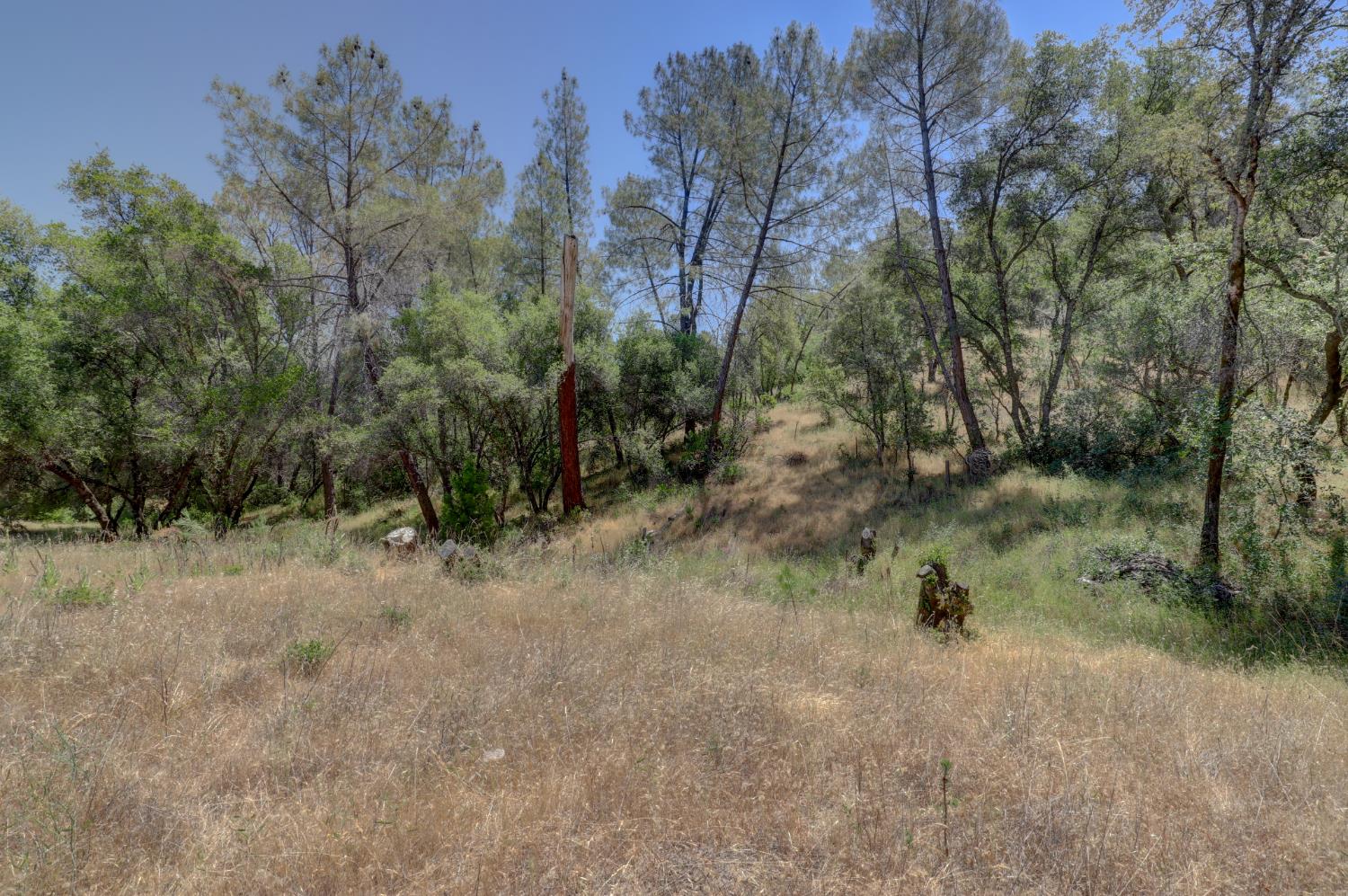 21833 McCourtney Road Grass Valley, CA 95949 - Photo 22 of 40 a view of a yard with a tree