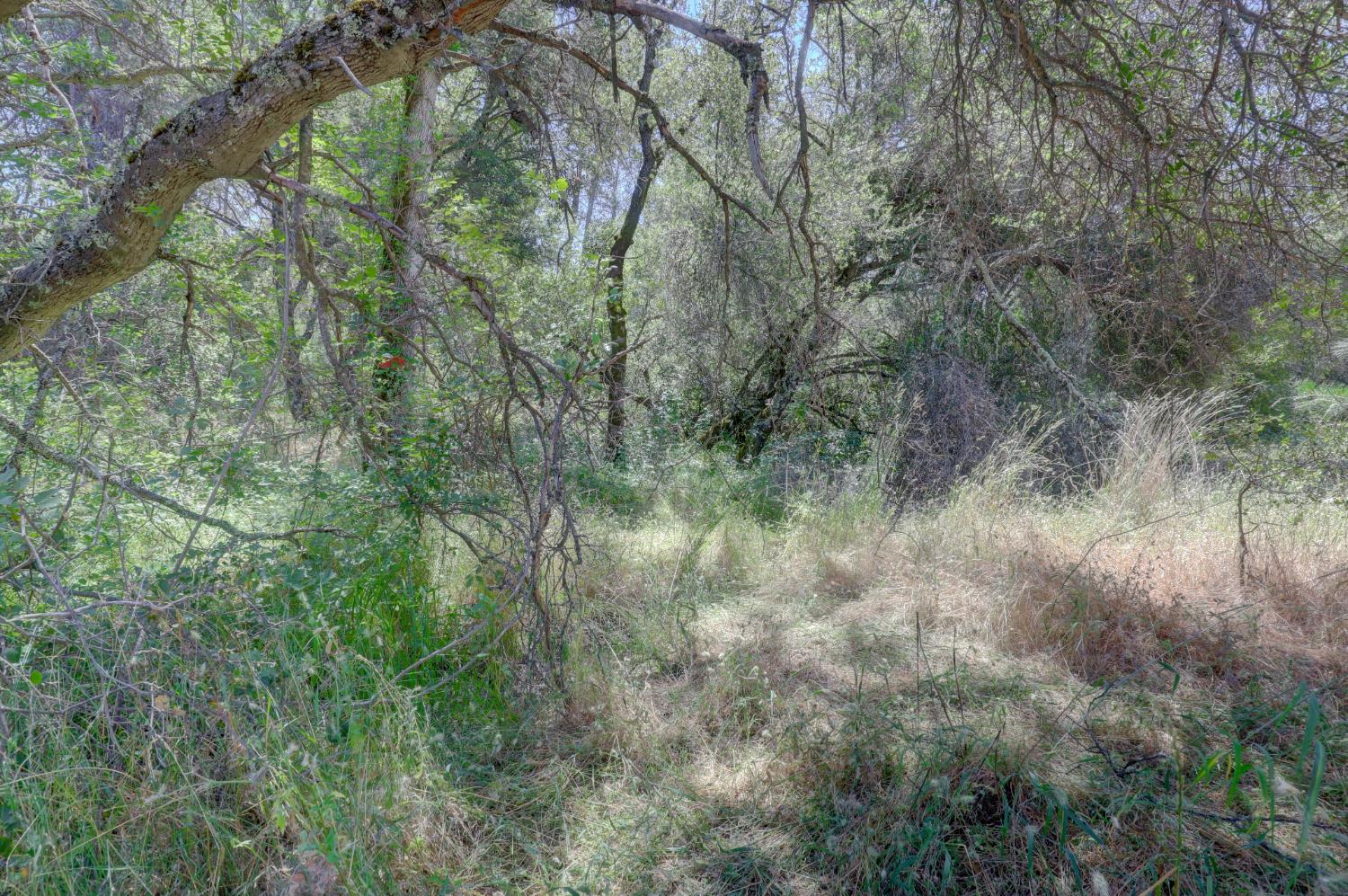 21833 McCourtney Road Grass Valley, CA 95949 - Photo 25 of 40 a view of a forest with lots of trees