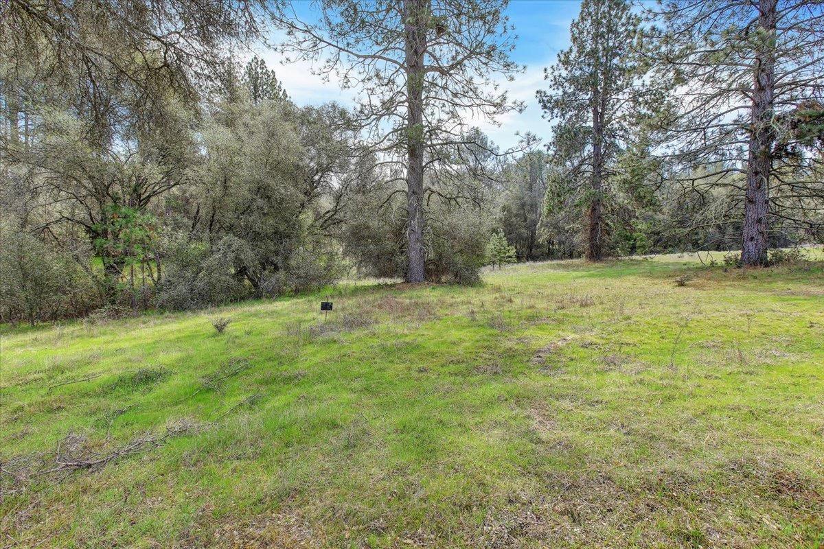 21833 McCourtney Road Grass Valley, CA 95949 - Photo 6 of 40 a big yard with lots of green space and trees