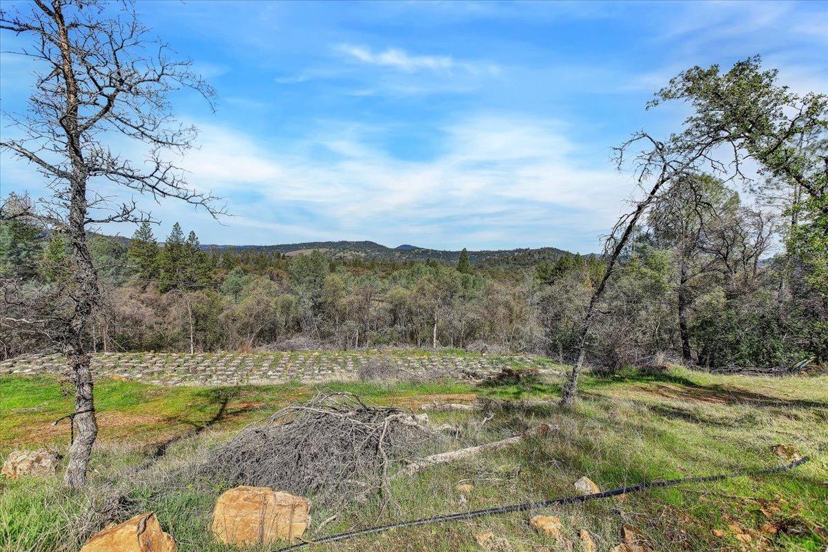 21833 McCourtney Road Grass Valley, CA 95949 - Photo 7 of 40 a view of a yard with an trees