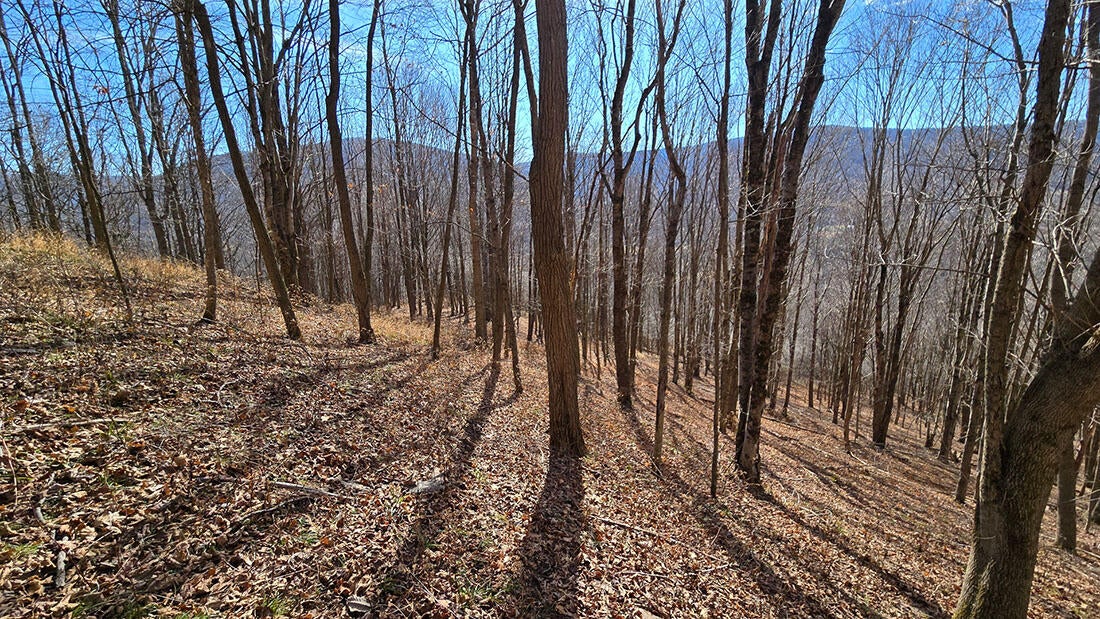 27 Acres Big Spring Slatyfork, WV 26291 - Photo 22 of 22 Open forest near the higher elevations