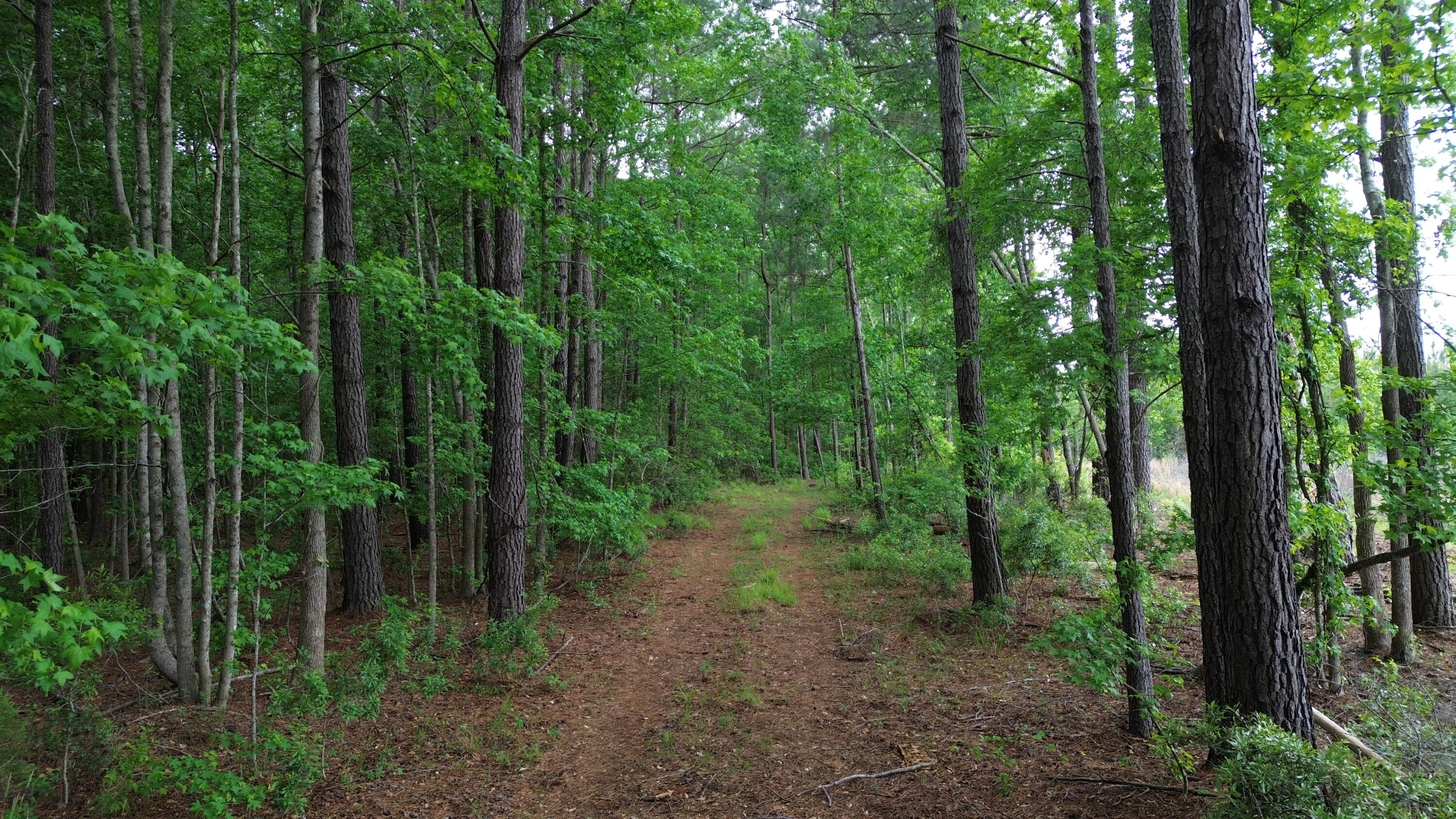 0 Pineview Farm Rd Lane Lane, SC 29564 - Photo 17 of 18 DJI_0328