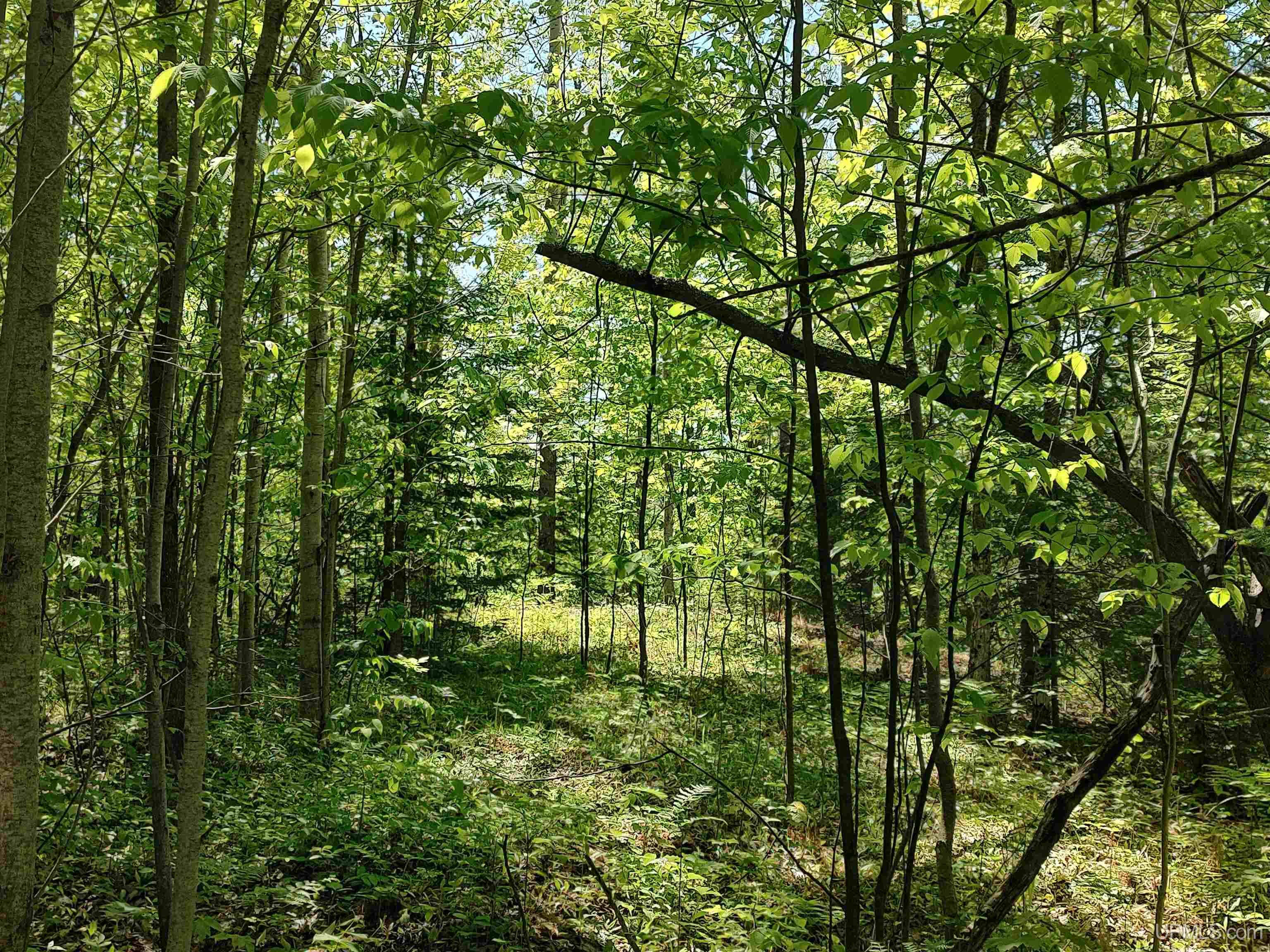 Tbd Rockland Road Ontonagon, MI 49953 - Photo 24 of 26 Gallery Image 24