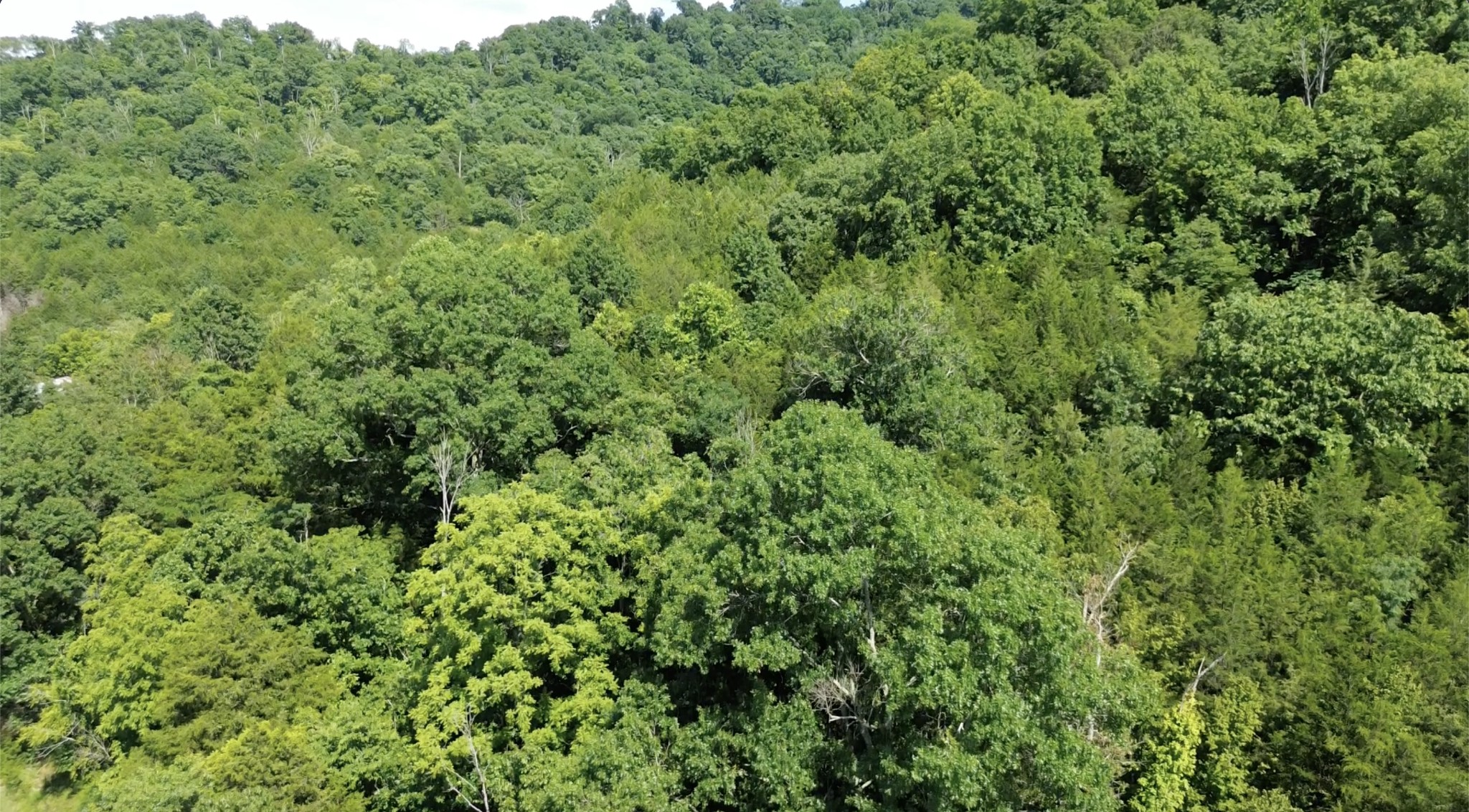 0 Hackett Hollow Road Pleasant Shade, TN 37145 - Photo 9 of 11
