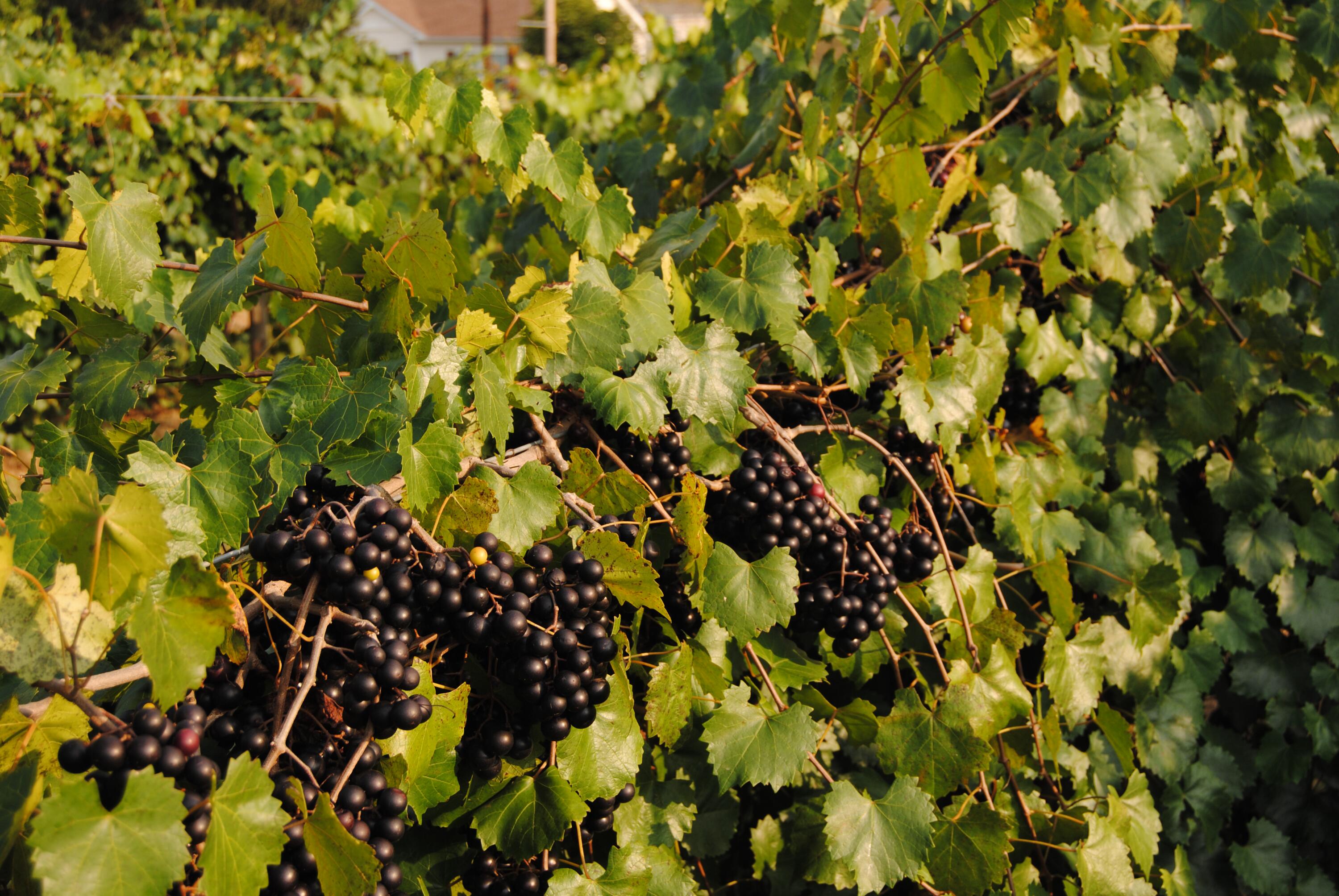 60 Tara Drive Ridgeway, VA 24148 - Photo 89 of 93 nobel grapes