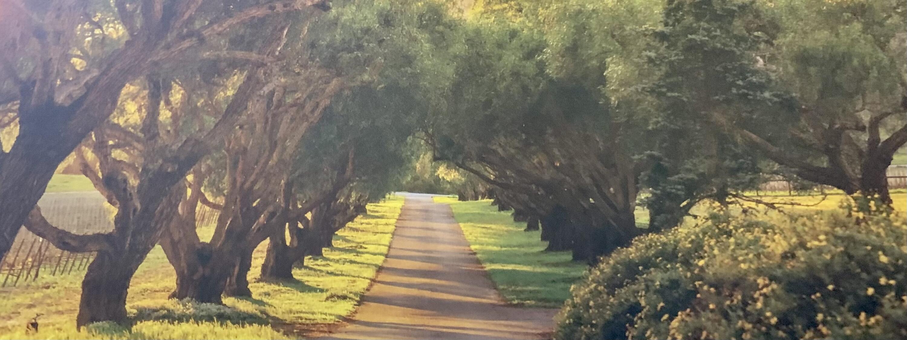 7320 Santos Lompoc, CA 93436 - Photo 31 of 37 a view of yard along with trees